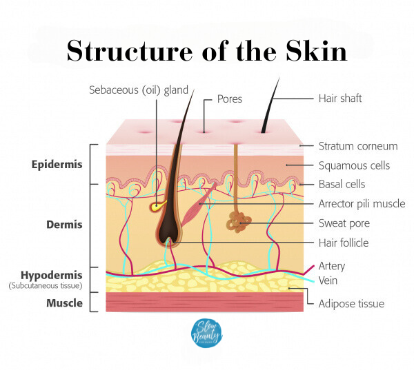 The skin is sometimes called the cutaneous membrane or the integument. Because the skin has several accessory organs, it is also possible to speak of the integumentary system. The skin has two regions: the epidermis and the dermis. The hypodermis, a subcutaneous tissue, is found between the skin and any underlying structures, such as muscle.